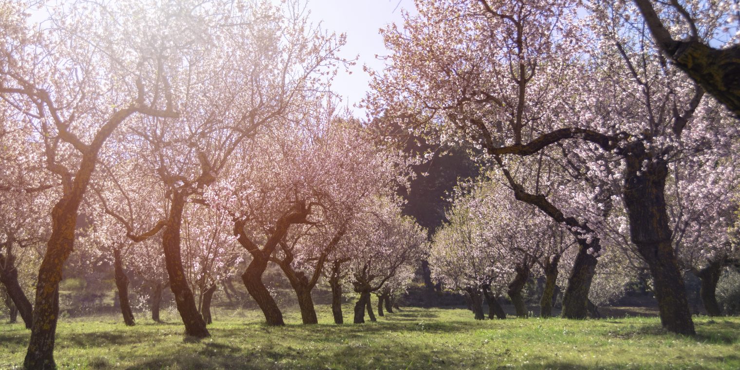 El Efecto de la Primavera en la Recuperación: Luz, Renacimiento… ¿y Riesgo?
